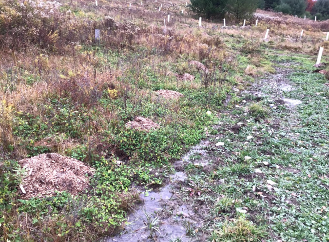 Screen Shot 2019-11-03 at 12.38.42 PM